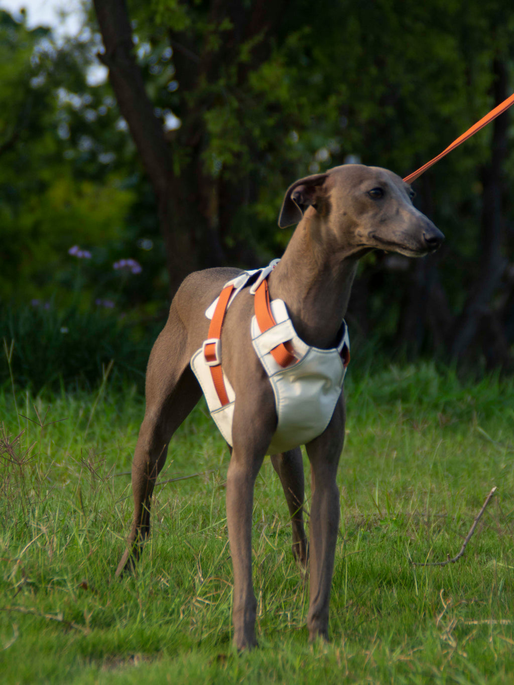 Breathable No-Pull Adjustable Dog Harness with Durable Buckles and Safety Straps LARGE