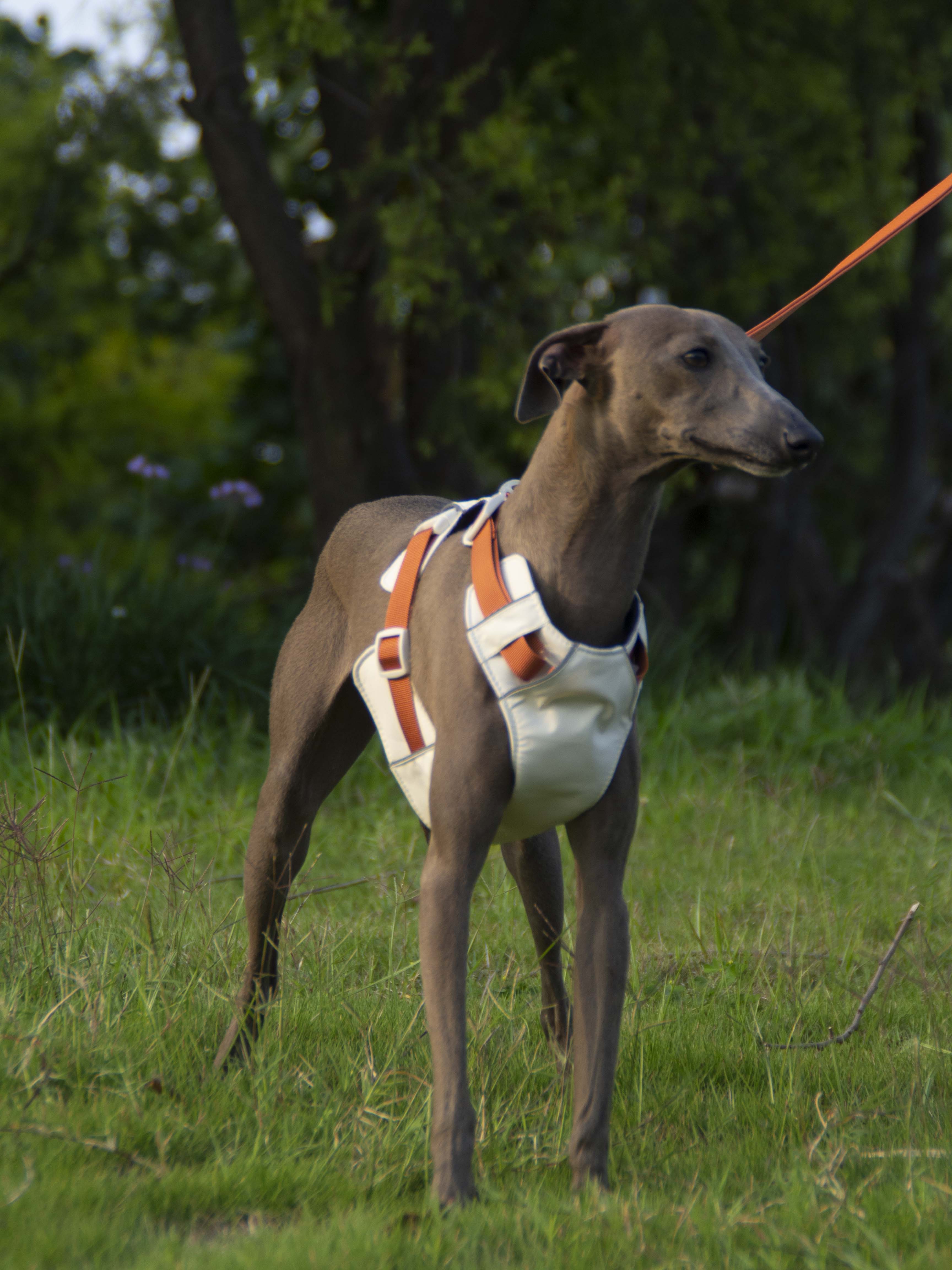 Breathable No-Pull Adjustable Dog Harness with Durable Buckles and Safety Straps LARGE