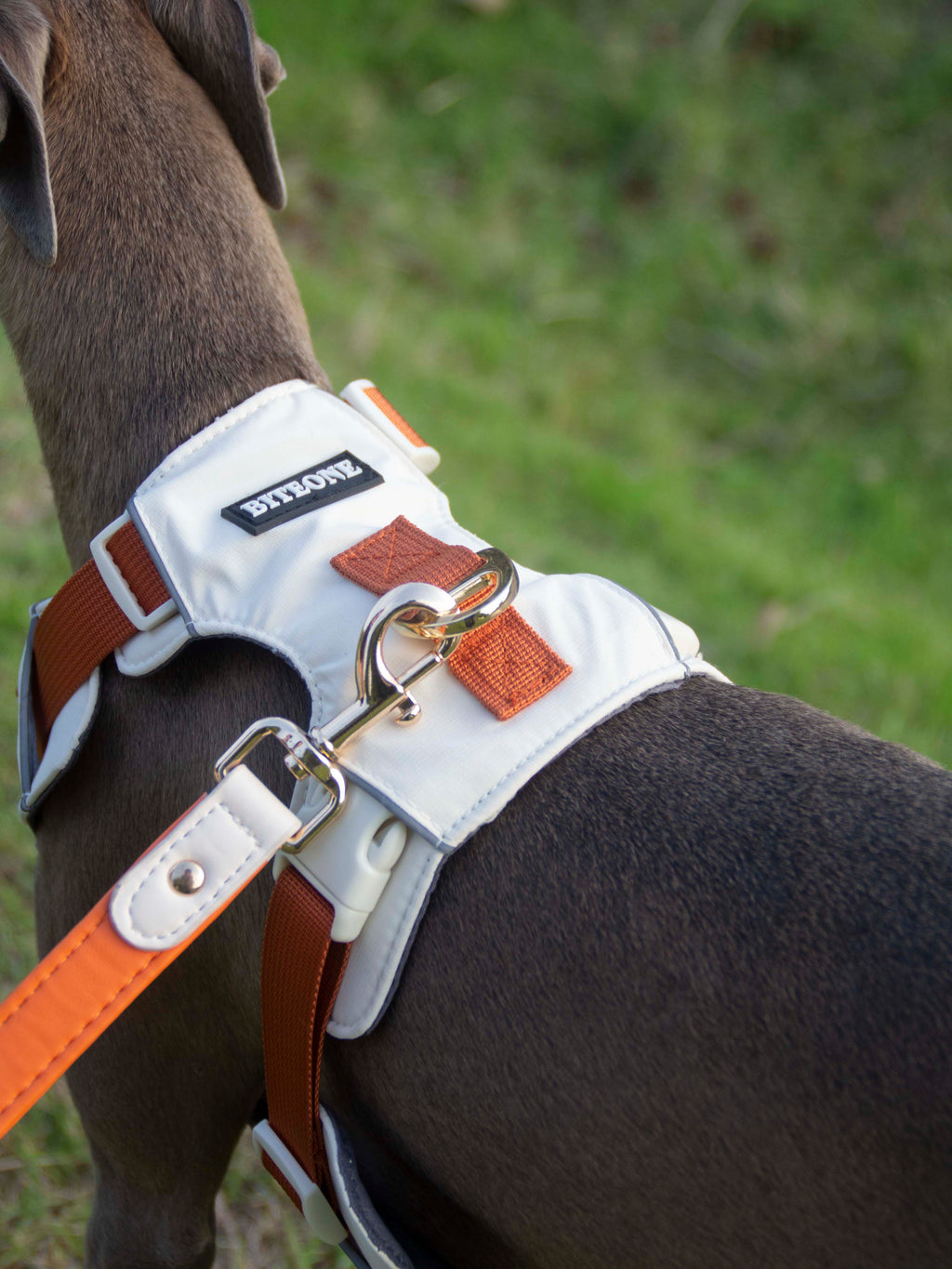 Breathable No-Pull Adjustable Dog Harness with Durable Buckles and Safety Straps LARGE