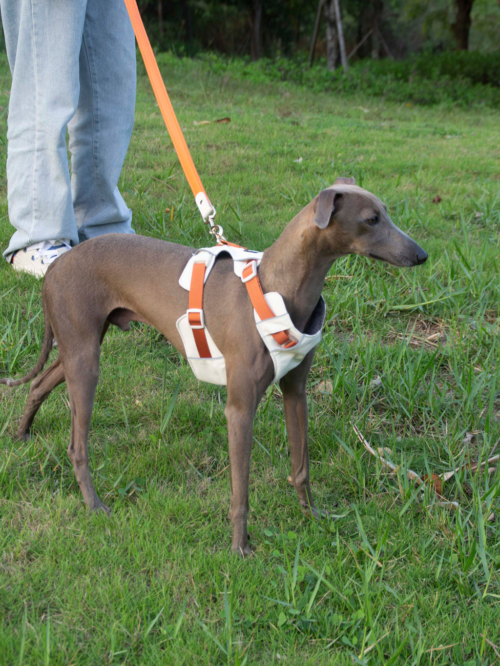 Breathable No-Pull Adjustable Dog Harness with Durable Buckles and Safety Straps LARGE