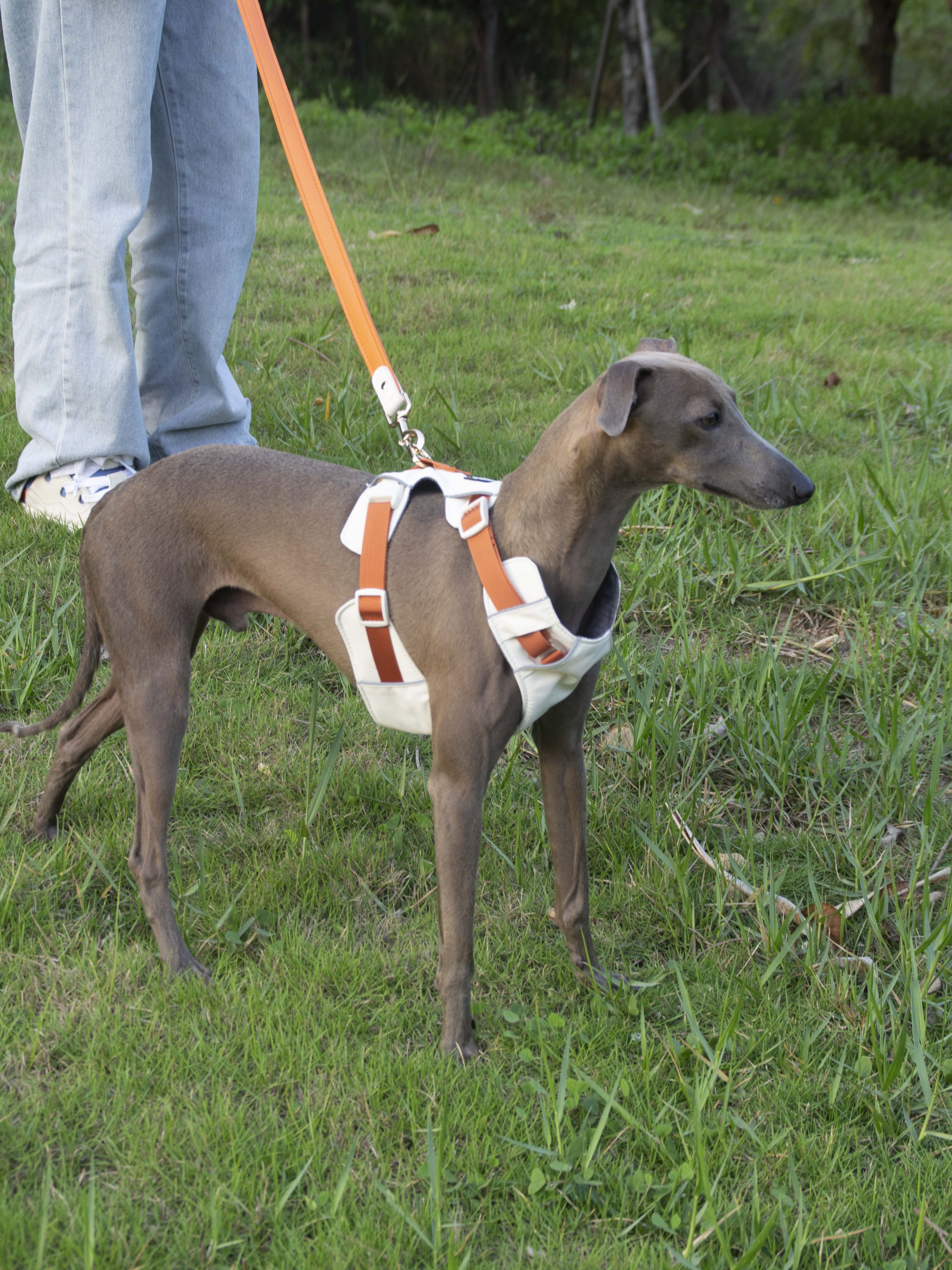 Breathable No-Pull Adjustable Dog Harness with Durable Buckles and Safety Straps LARGE