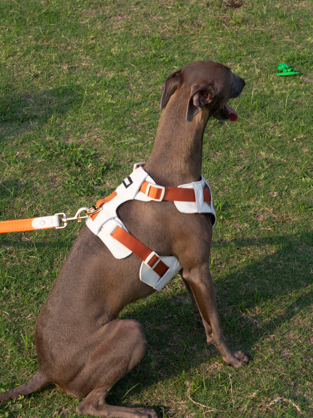 Breathable No-Pull Adjustable Dog Harness with Durable Buckles and Safety Straps LARGE