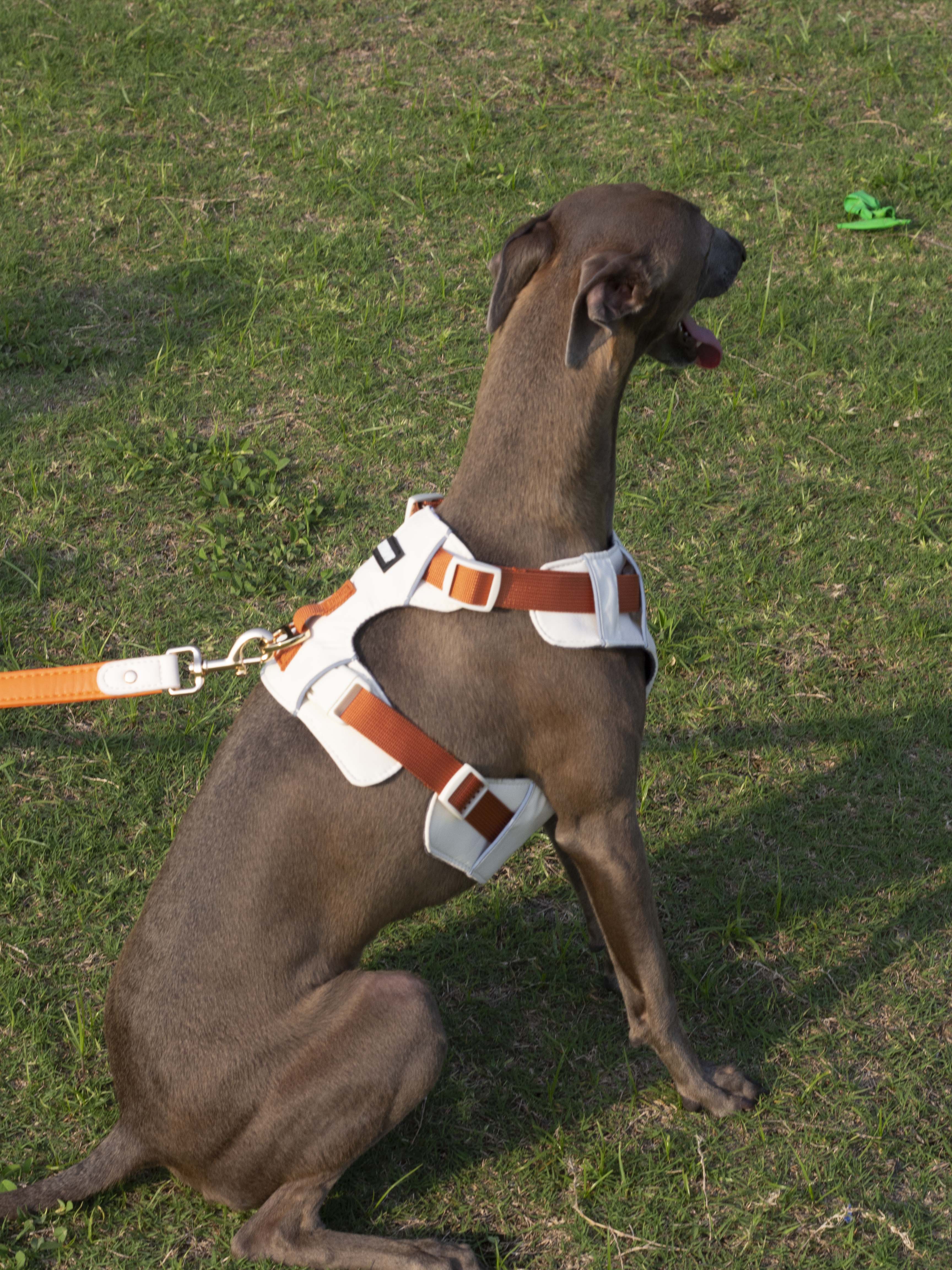 Breathable No-Pull Adjustable Dog Harness with Durable Buckles and Safety Straps LARGE