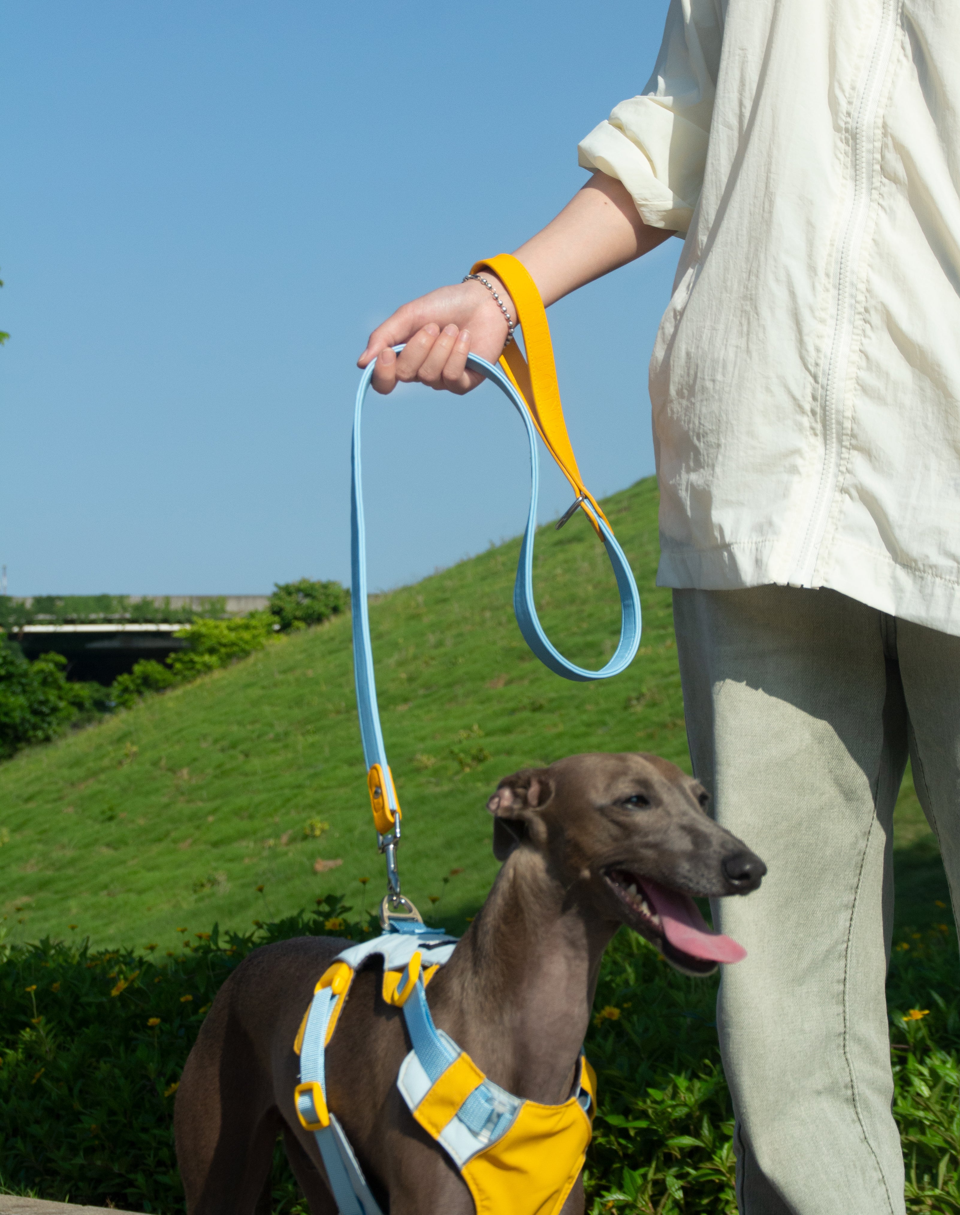 All-Weather Dog Leash with Soft Padded Handle for Small, Medium, and Large Dogs