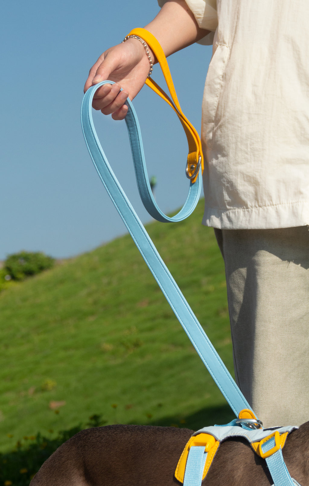 All-Weather Dog Leash with Soft Padded Handle for Small, Medium, and Large Dogs