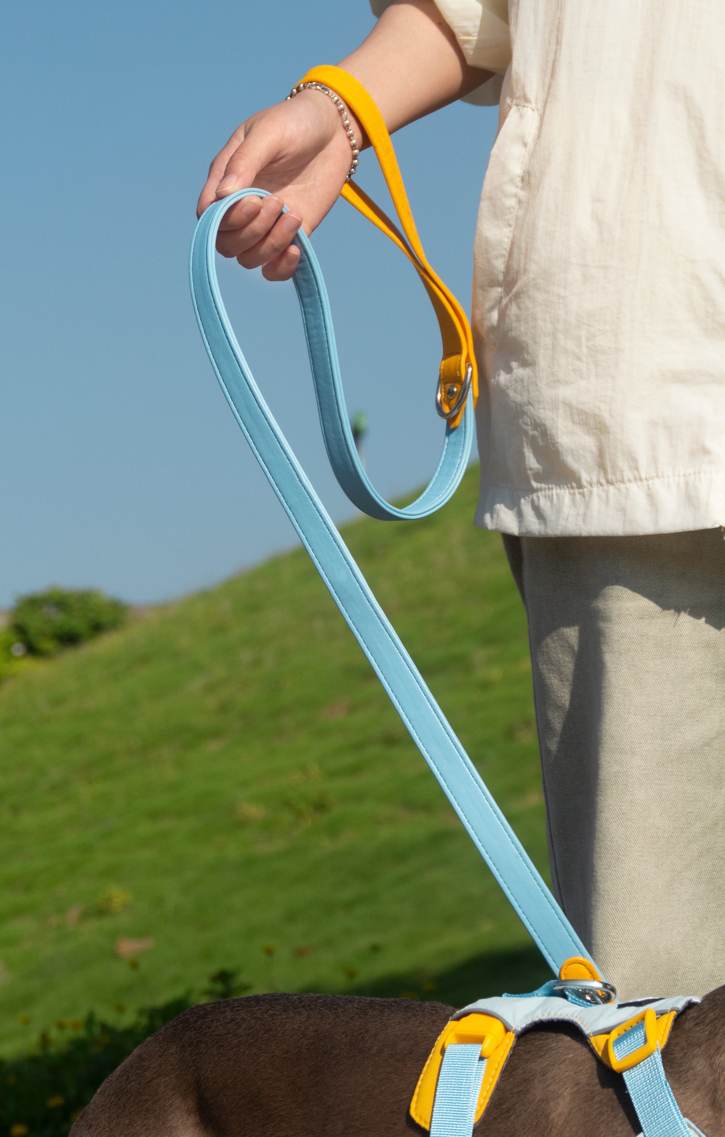 All-Weather Dog Leash with Soft Padded Handle for Small, Medium, and Large Dogs