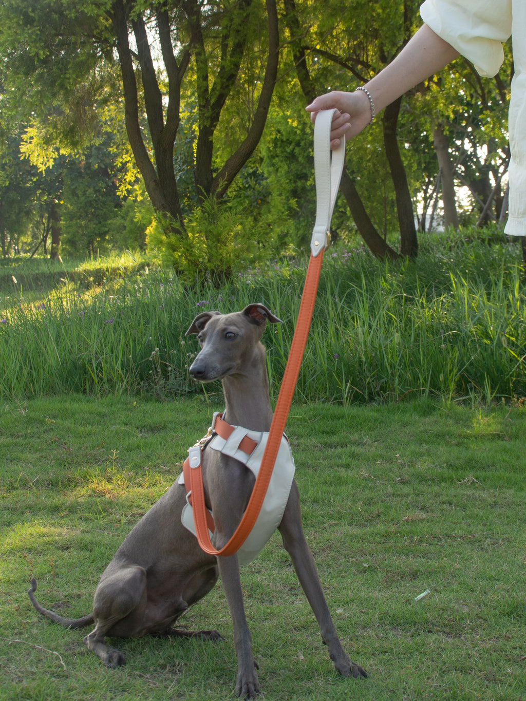 All-Weather Dog Leash with Soft Padded Handle for Small, Medium, and Large Dogs