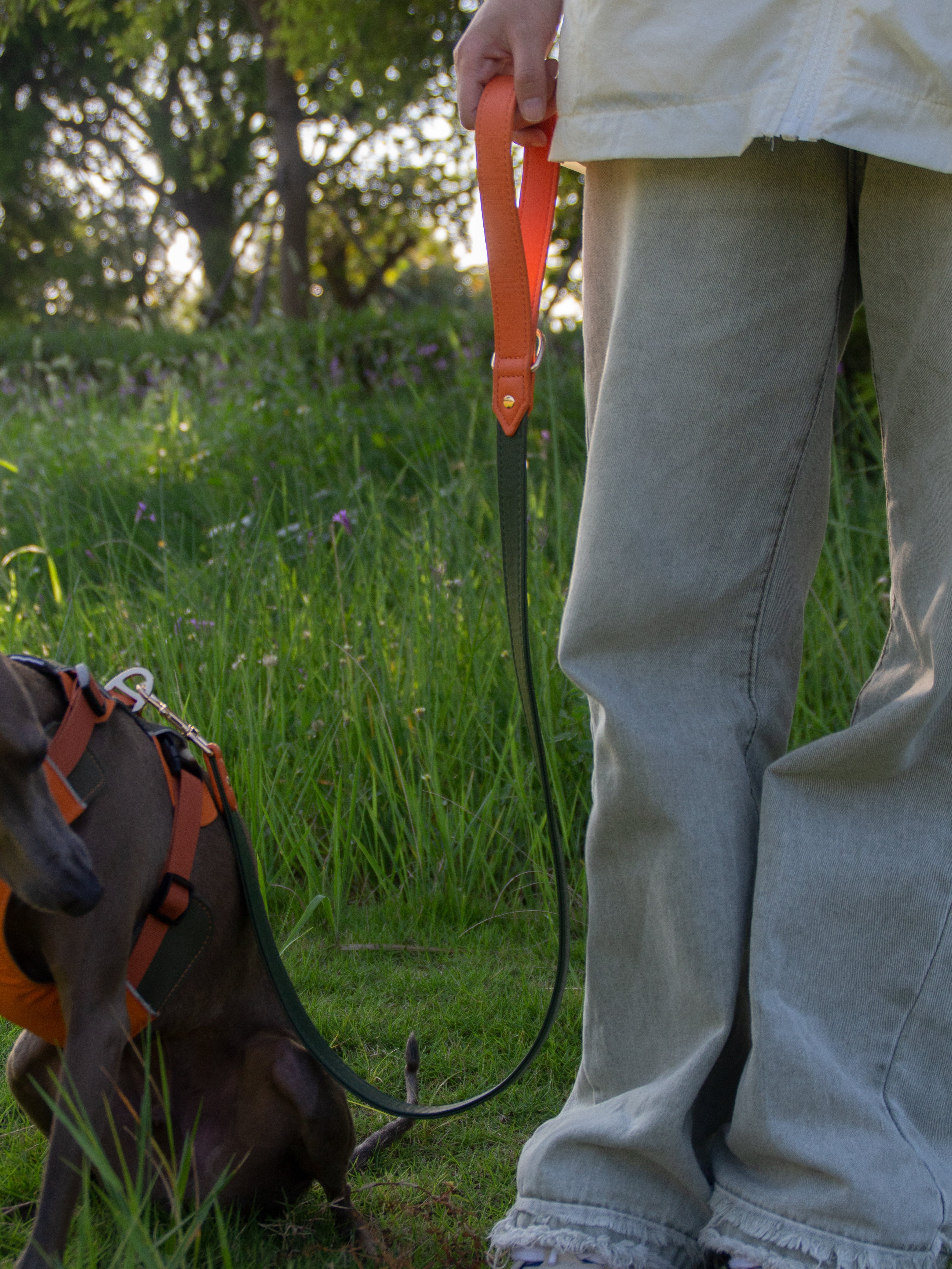 All-Weather Dog Leash with Soft Padded Handle for Small, Medium, and Large Dogs
