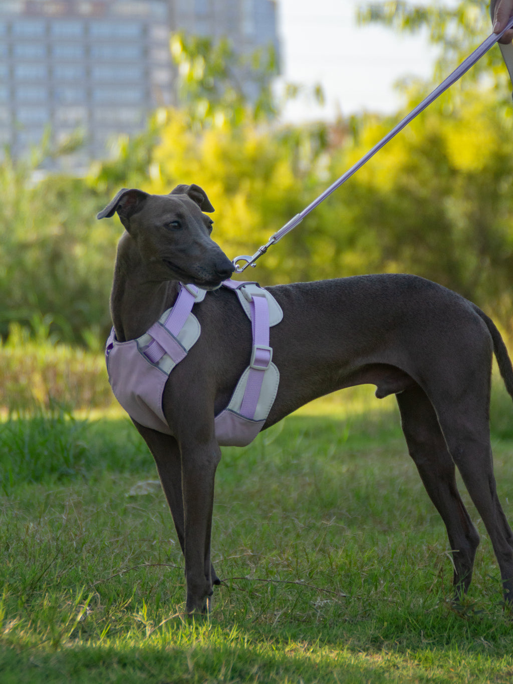 Breathable No-Pull Adjustable Dog Harness with Durable Buckles and Safety Straps MEDIUM