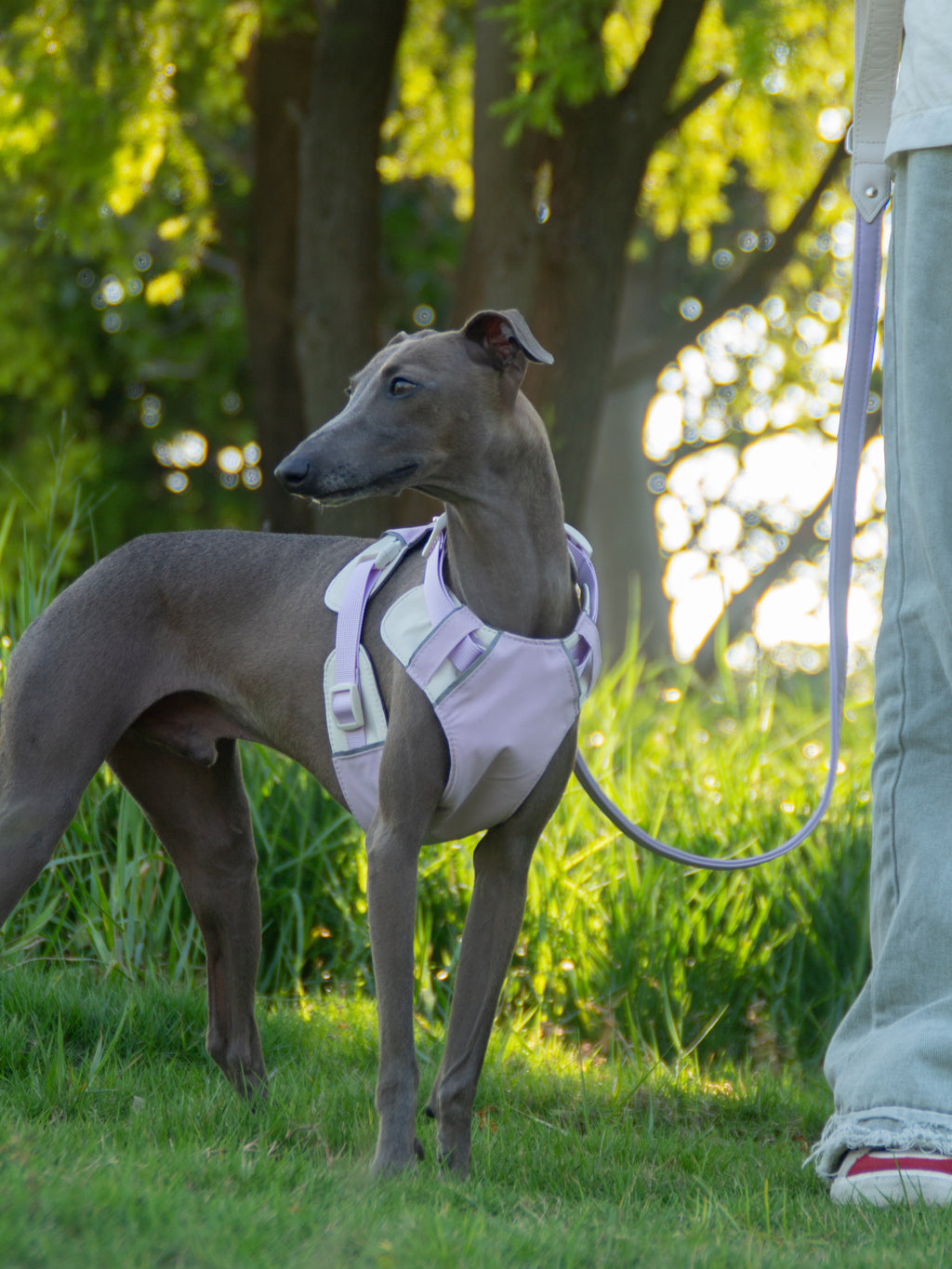 Breathable No-Pull Adjustable Dog Harness with Durable Buckles and Safety Straps MEDIUM