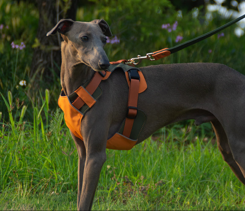 Breathable No-Pull Adjustable Dog Harness with Durable Buckles and Safety Straps SMALL