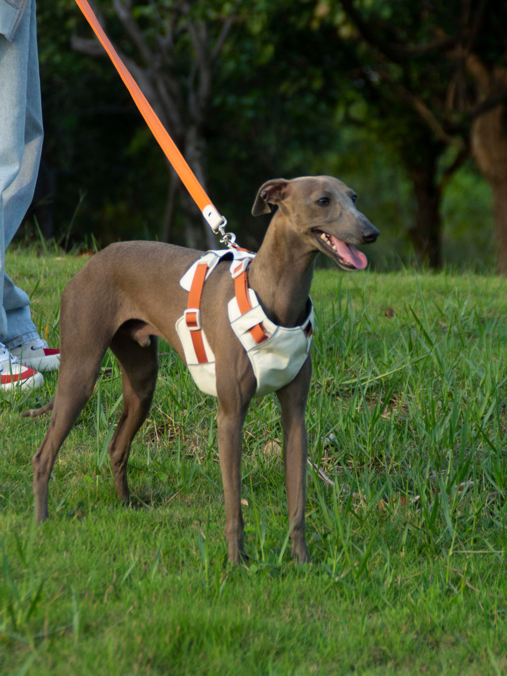 All-Weather Dog Leash with Soft Padded Handle for Small, Medium, and Large Dogs