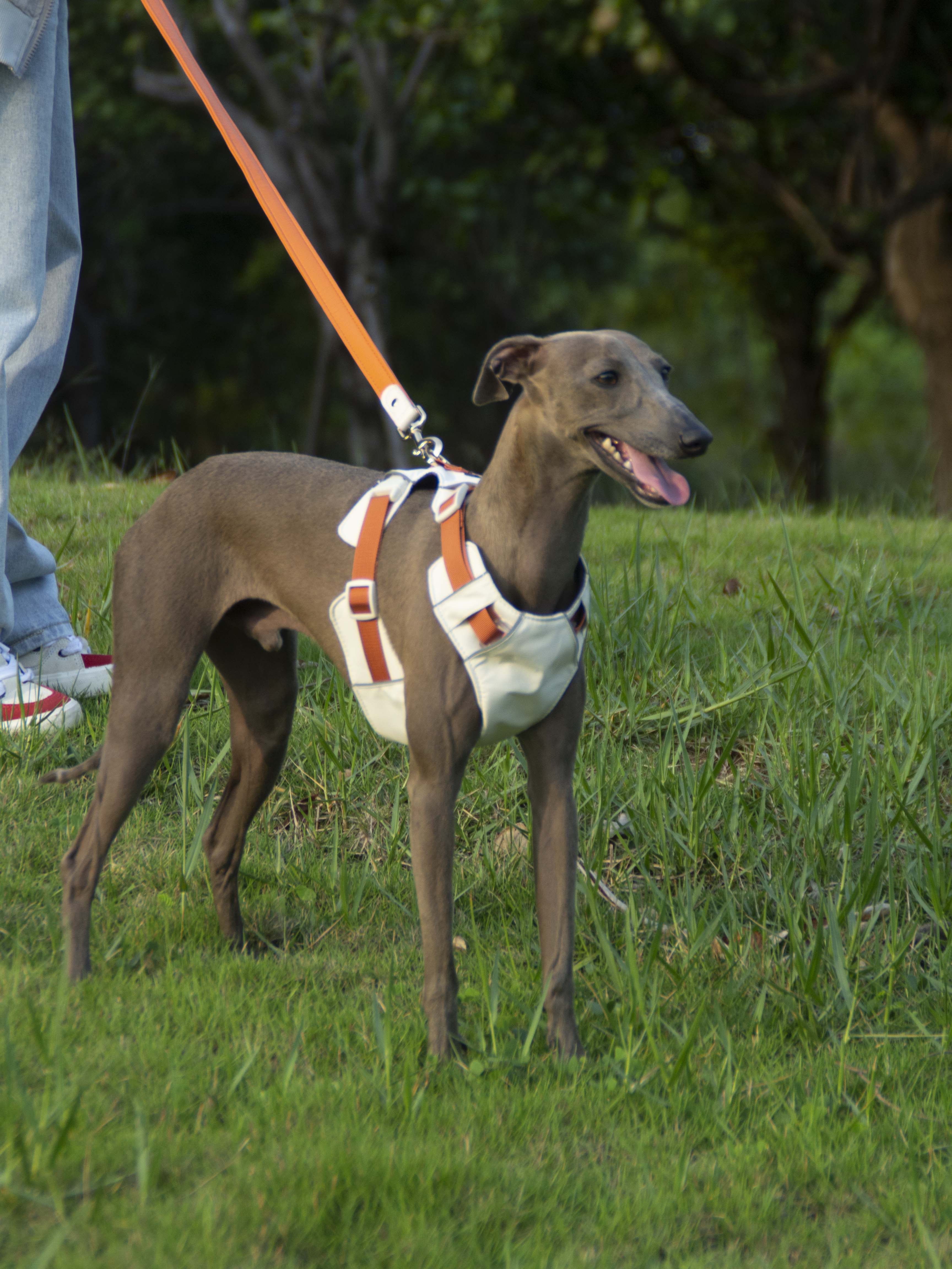 All-Weather Dog Leash with Soft Padded Handle for Small, Medium, and Large Dogs