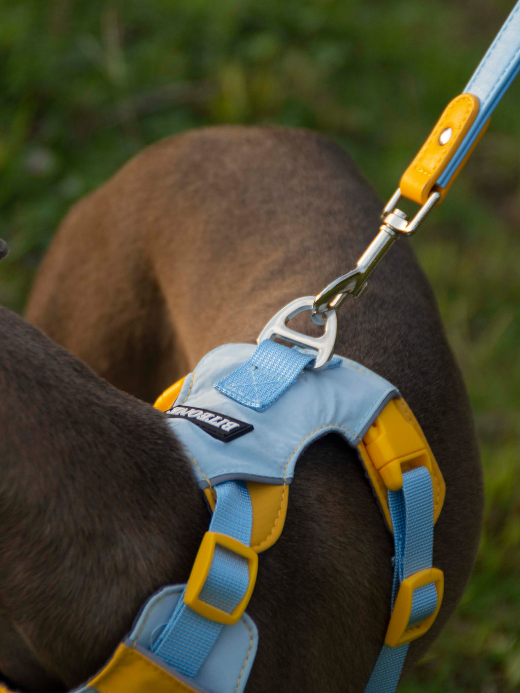Breathable No-Pull Adjustable Dog Harness with Durable Buckles and Safety Straps MEDIUM
