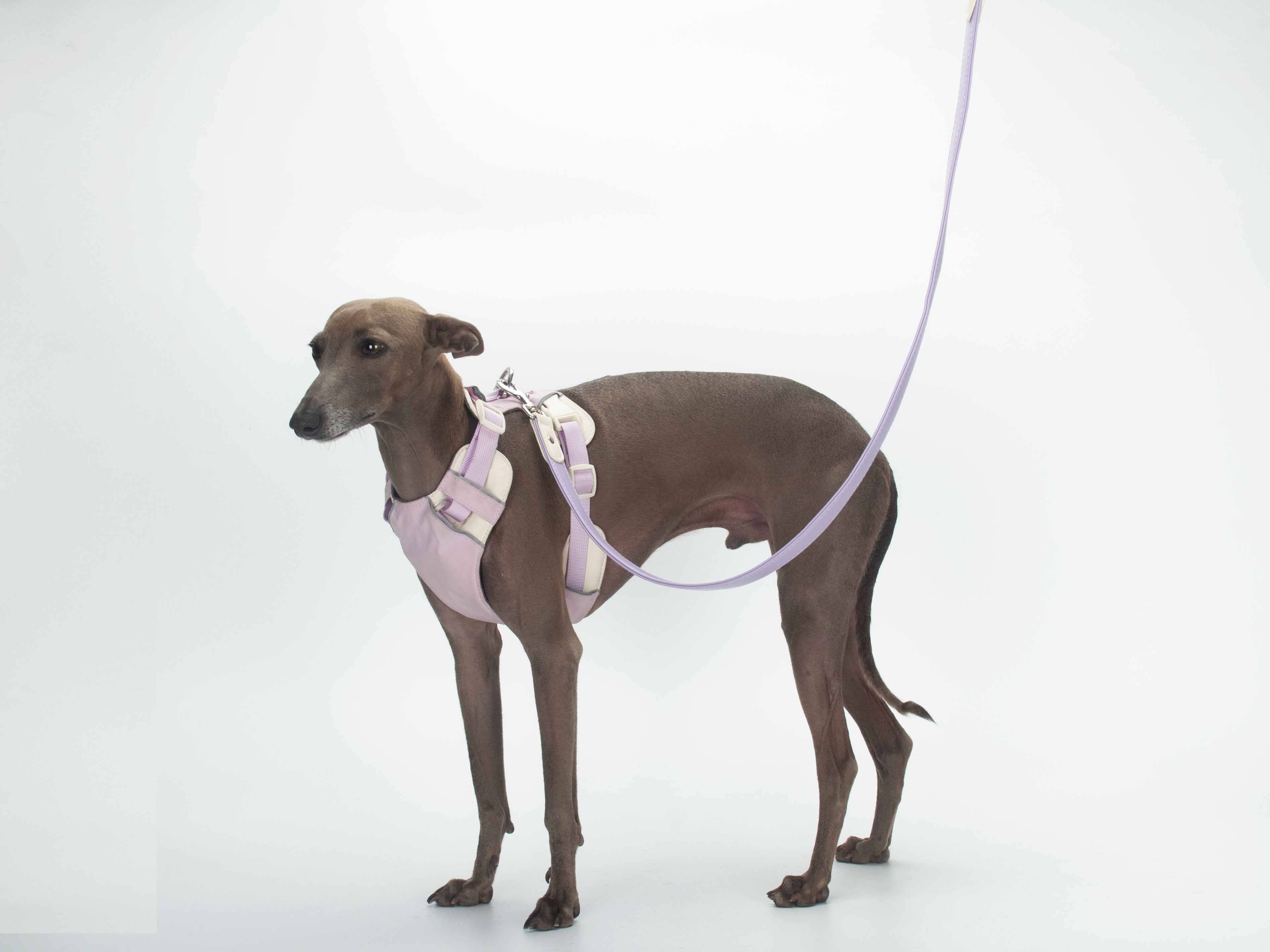 Breathable No-Pull Adjustable Dog Harness with Durable Buckles and Safety Straps LARGE