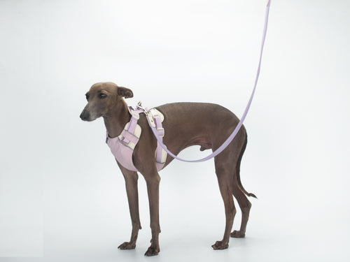 All-Weather Dog Leash with Soft Padded Handle for Small, Medium, and Large Dogs