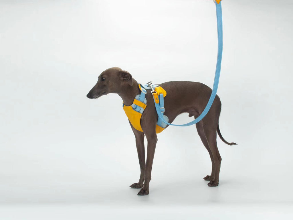 All-Weather Dog Leash with Soft Padded Handle for Small, Medium, and Large Dogs