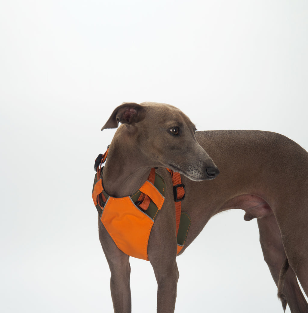 Breathable No-Pull Adjustable Dog Harness with Durable Buckles and Safety Straps SMALL