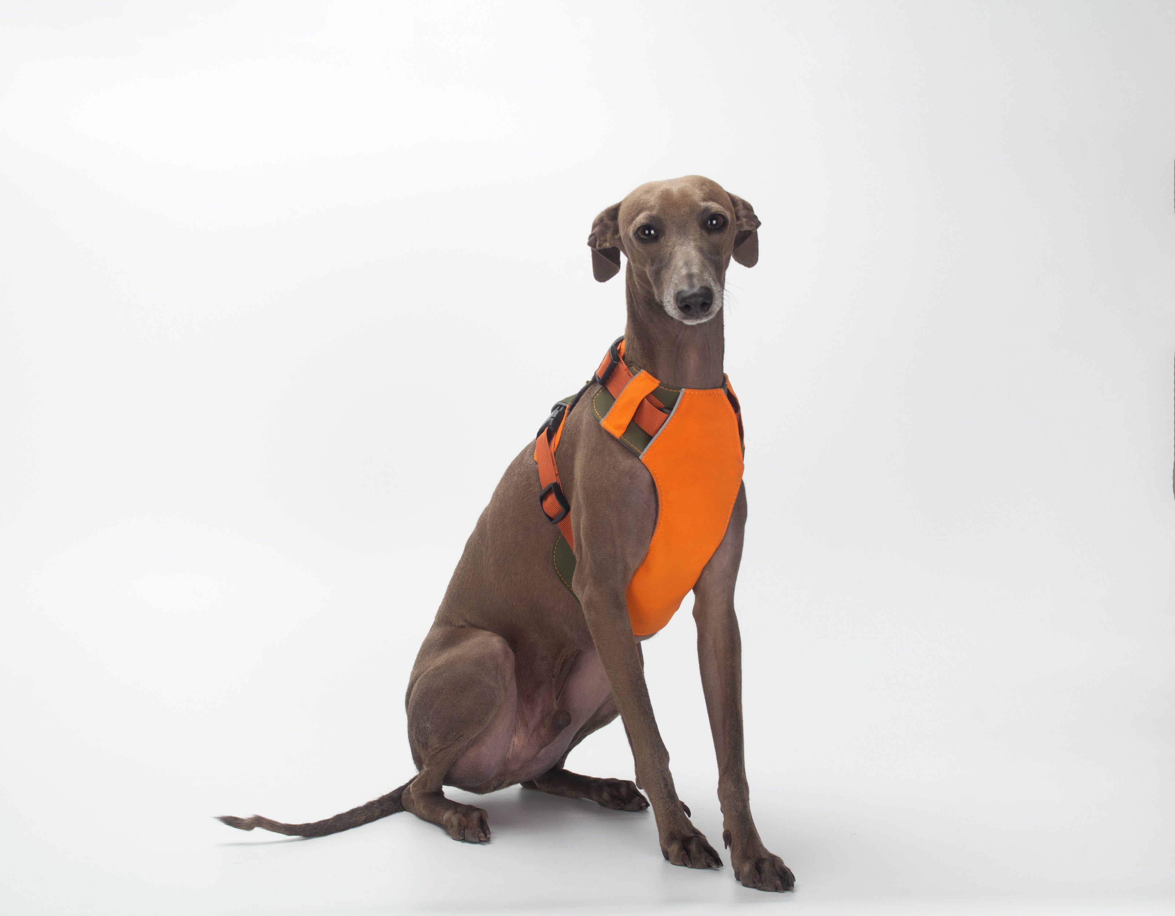 Breathable No-Pull Adjustable Dog Harness with Durable Buckles and Safety Straps LARGE
