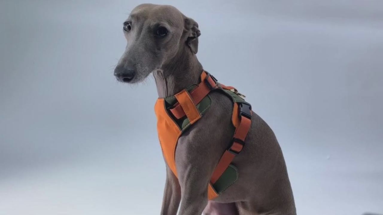 Breathable No-Pull Adjustable Dog Harness with Durable Buckles and Safety Straps SMALL