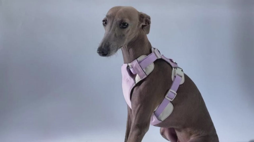 Breathable No-Pull Adjustable Dog Harness with Durable Buckles and Safety Straps MEDIUM