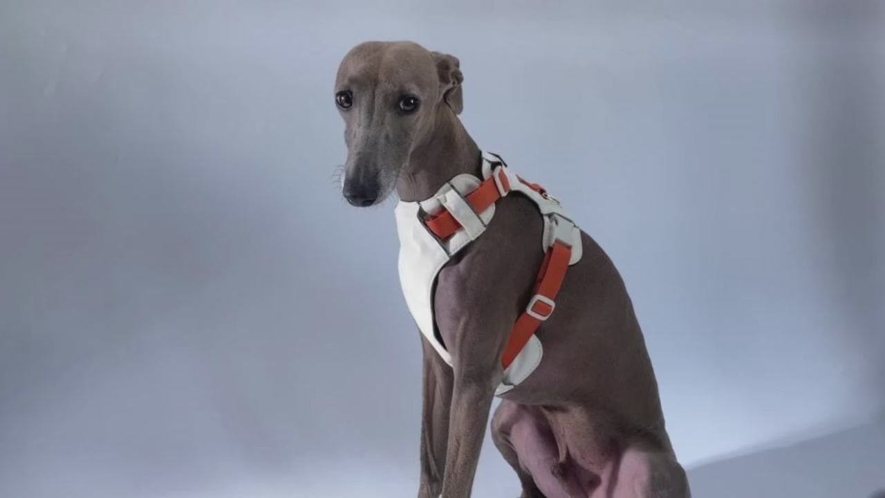 Breathable No-Pull Adjustable Dog Harness with Durable Buckles and Safety Straps LARGE